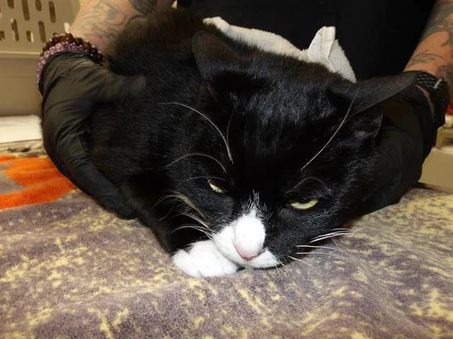An adult small-sized female Domestic Short Hair cat named Chloe for adoption in Santa Rosa, CA