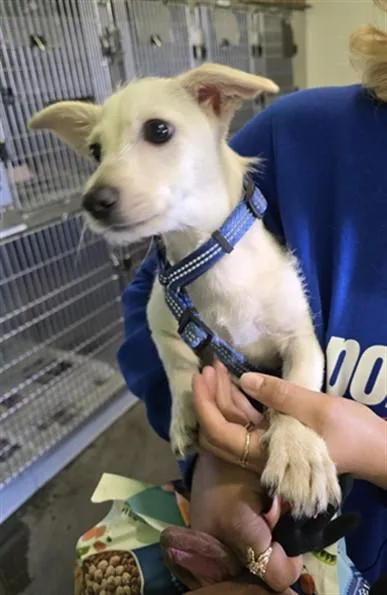 Scrappy Vanilla