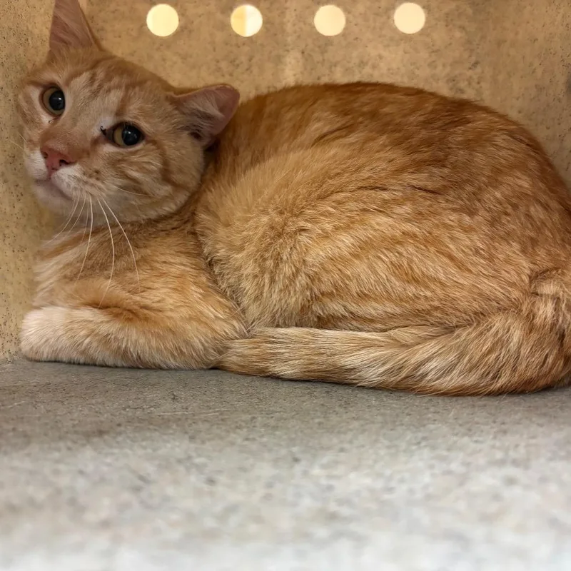 A young medium-sized male Brown / Chocolate Domestic Short Hair cat named Ice Man for adoption in Memphis, TN