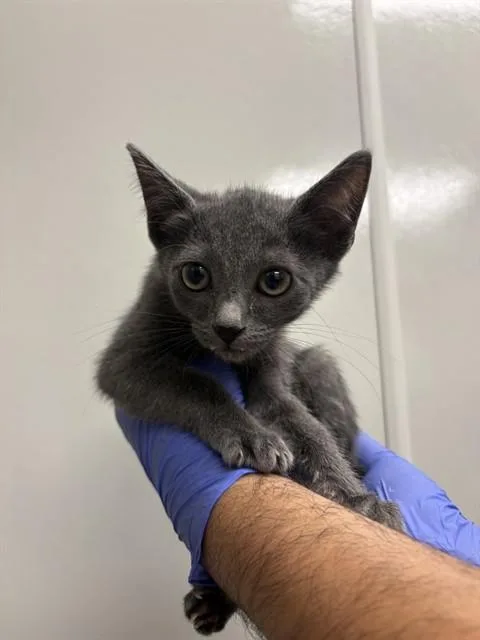 A baby small-sized female Domestic Short Hair cat named Celeste for adoption in Ontario, CA