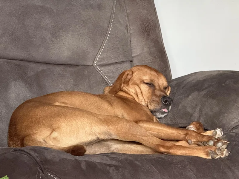 Sleepyfun! thumbnail 2