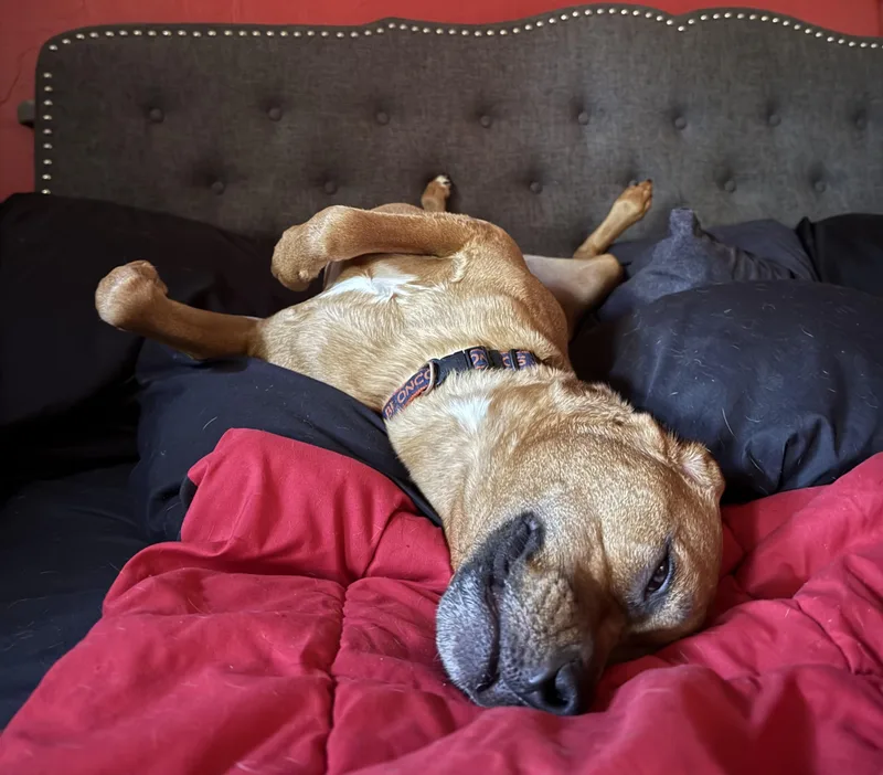 Sleepyfun! thumbnail 3