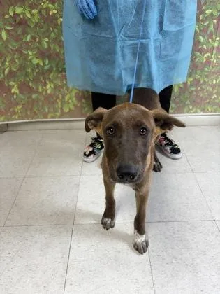 A young medium-sized female Shepherd dog named Fruit Loops for adoption in San Antonio, TX