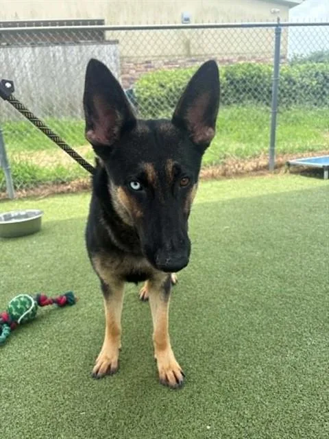A young large-sized female German Shepherd Dog dog named A for adoption in Pasadena, TX