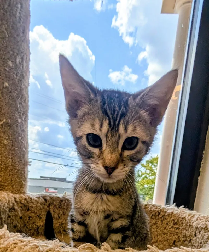 Meowth