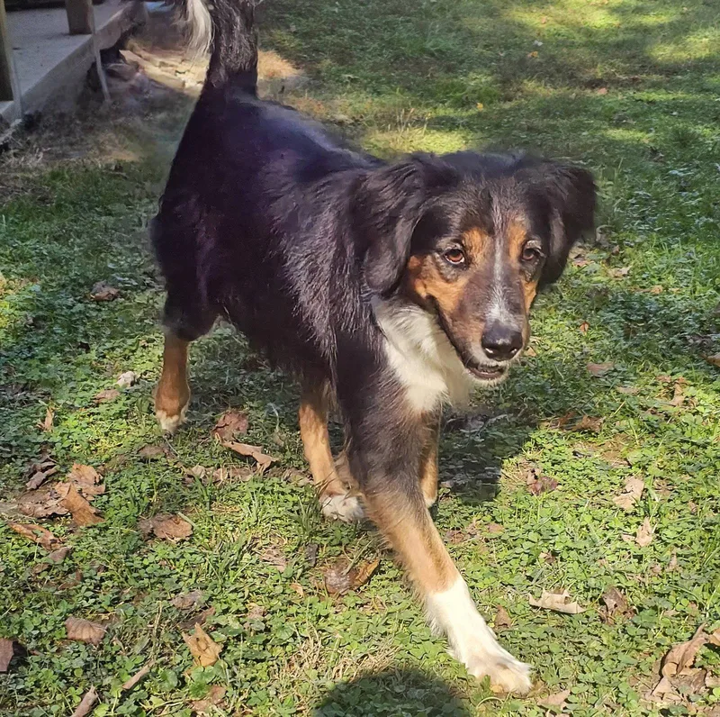 An adult small-sized male Mixed Breed dog named Flash for adoption in Fairmont, WV