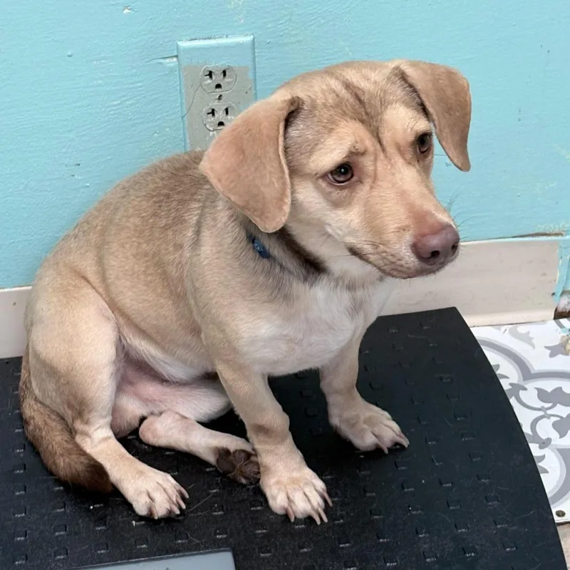 An adult small-sized male Yellow / Tan / Blond / Fawn Labrador Retriever dog named Frogger for adoption in Boerne, TX