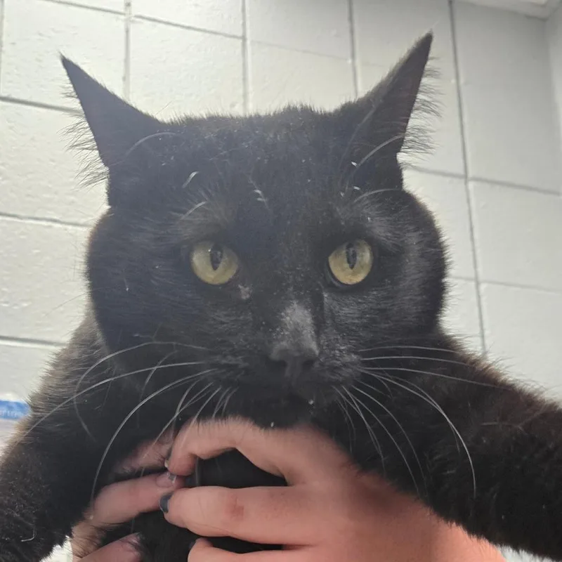 An adult extra large-sized female Black Domestic Medium Hair cat named Alomma for adoption in West Olive, MI
