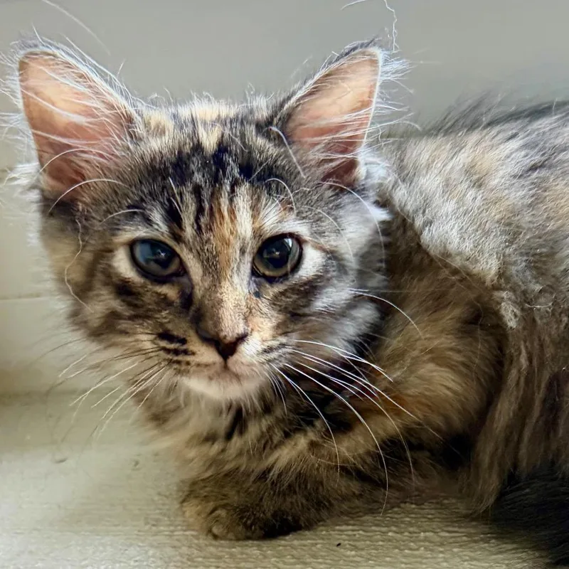 A baby small-sized female Black Domestic Long Hair cat named Fluff Box for adoption in Lakeland, FL