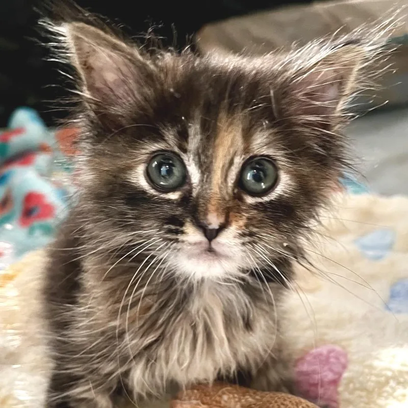 Fluff Box thumbnail 2