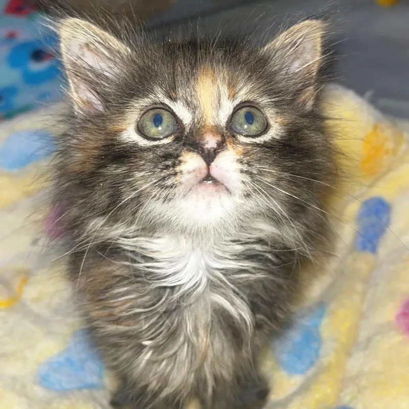 Fluff Box thumbnail 3