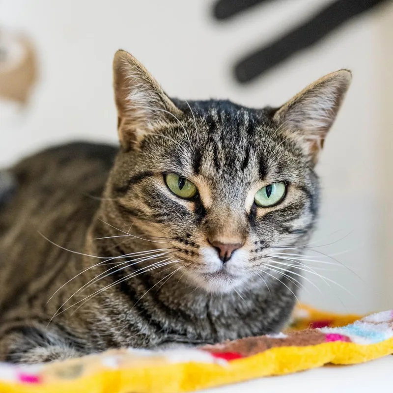 Queen Mom thumbnail 2