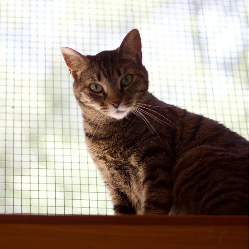 Queen Mom thumbnail 3