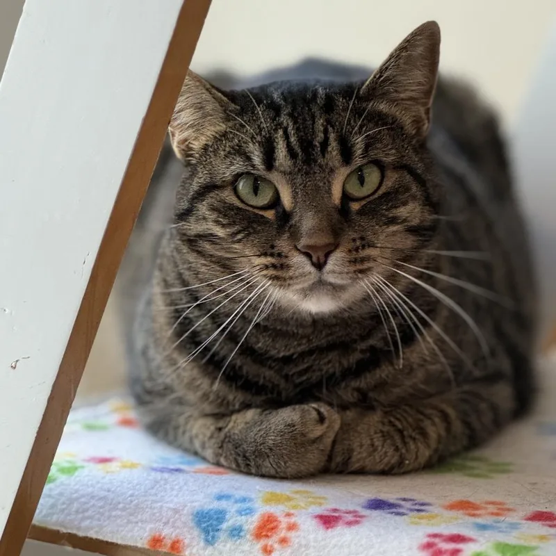 Queen Mom thumbnail 4