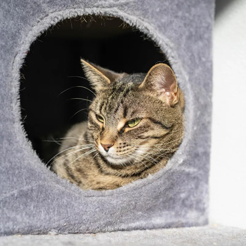 Queen Mom thumbnail 6