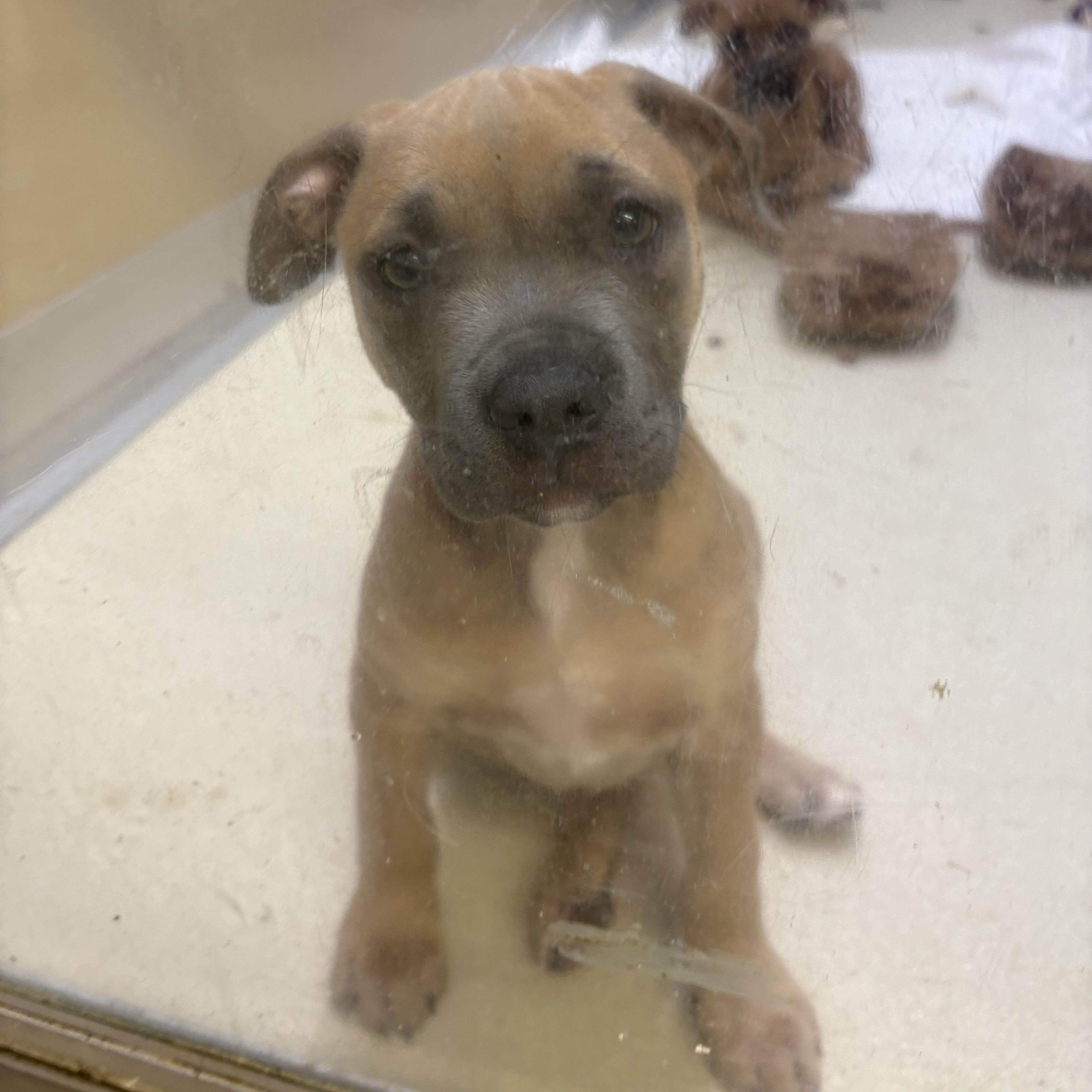 A baby medium-sized female Yellow / Tan / Blond / Fawn Pit Bull Terrier dog named Rye for adoption in Phoenixville, PA