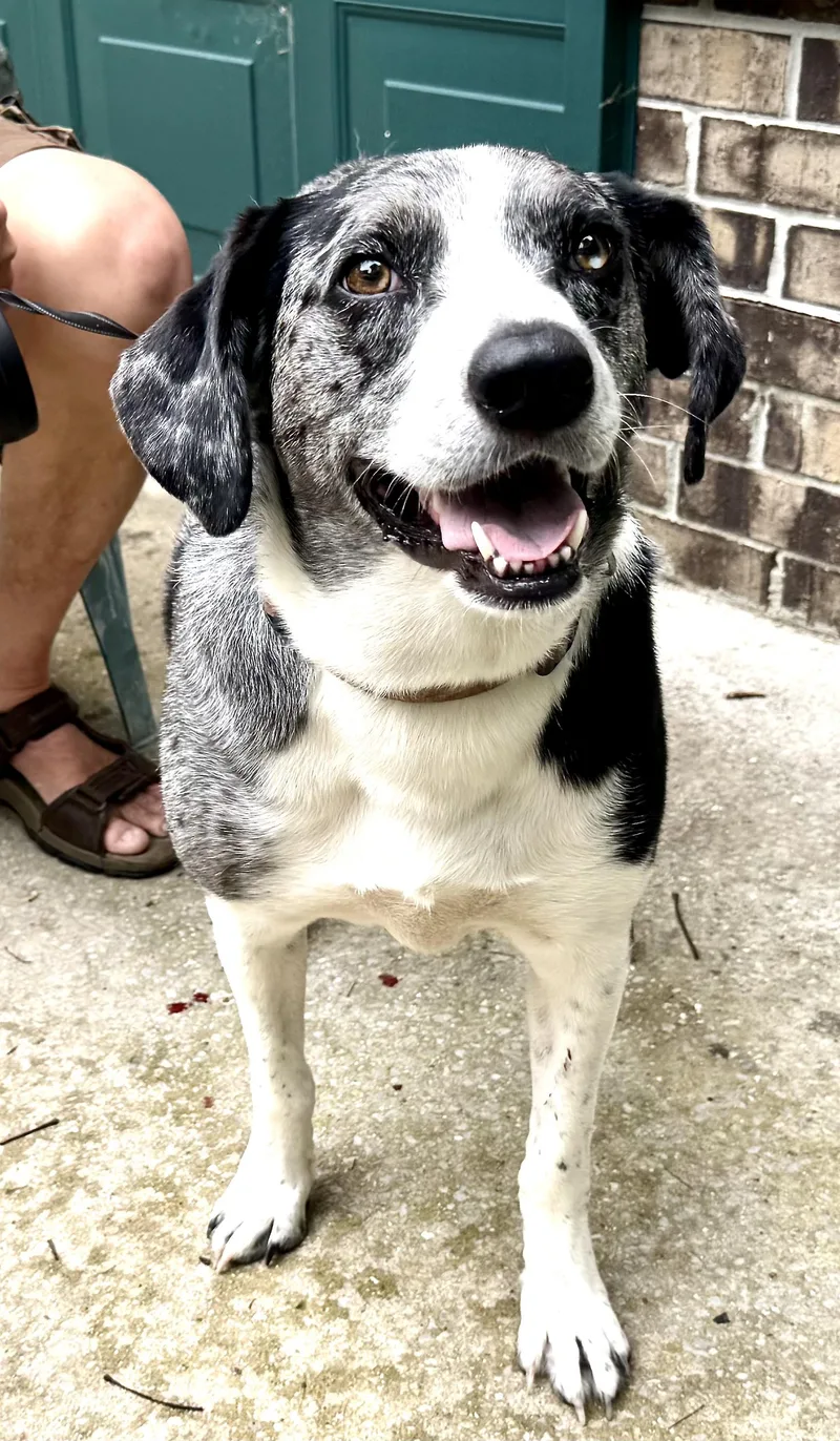 Lucky Local Dog