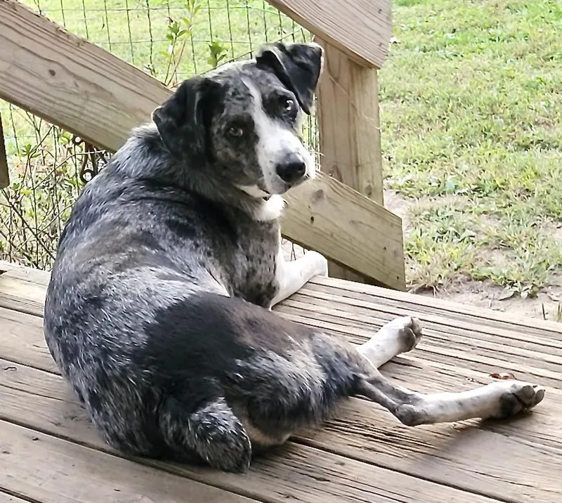 Lucky  Local Dog thumbnail 2