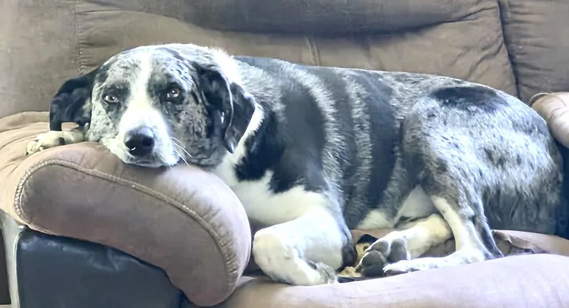 Lucky  Local Dog thumbnail 3