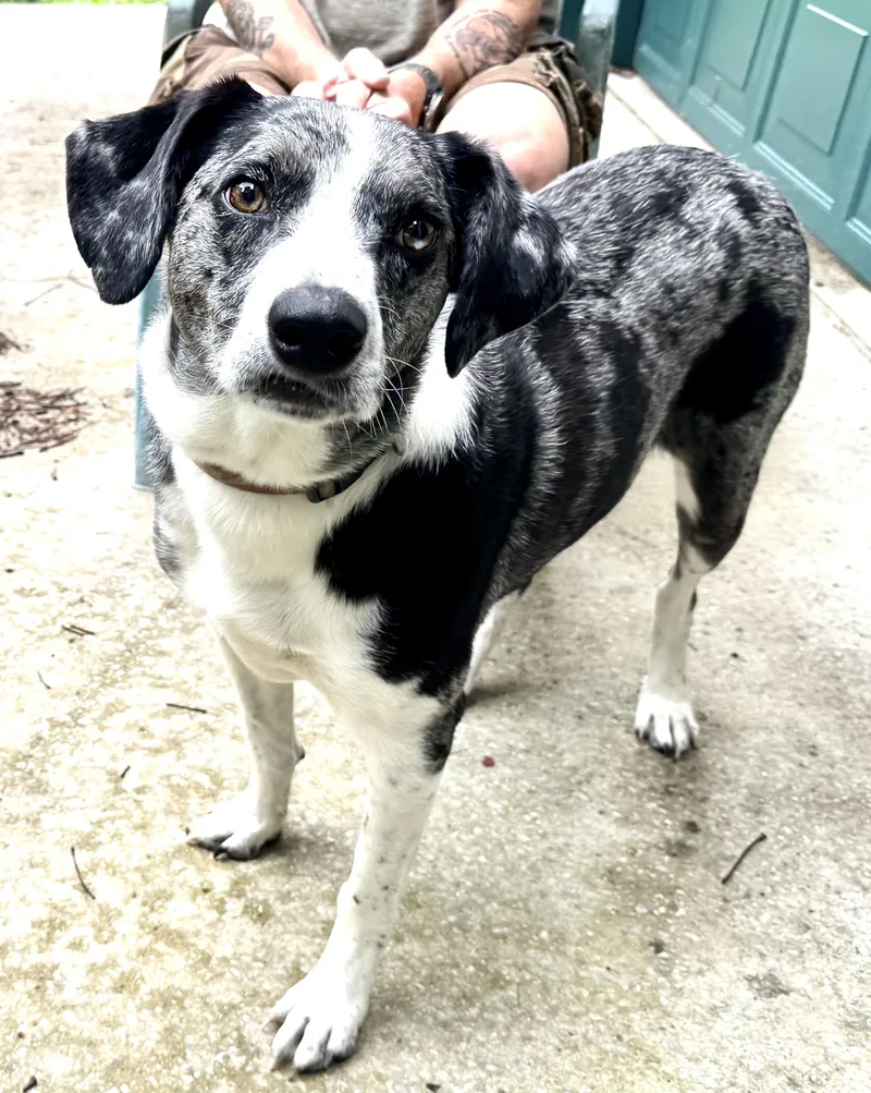 Lucky  Local Dog thumbnail 4
