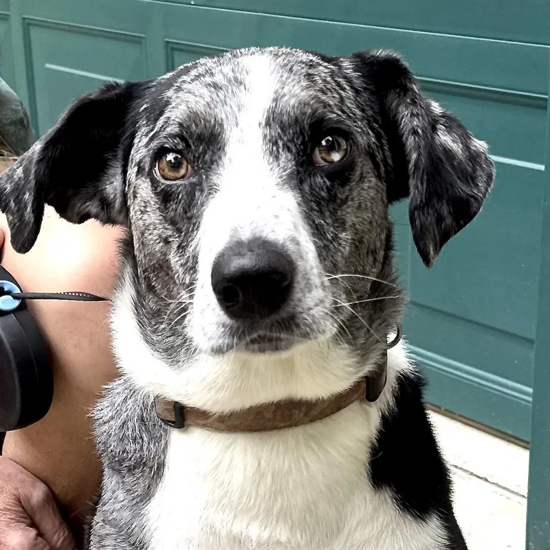 Lucky  Local Dog thumbnail 5