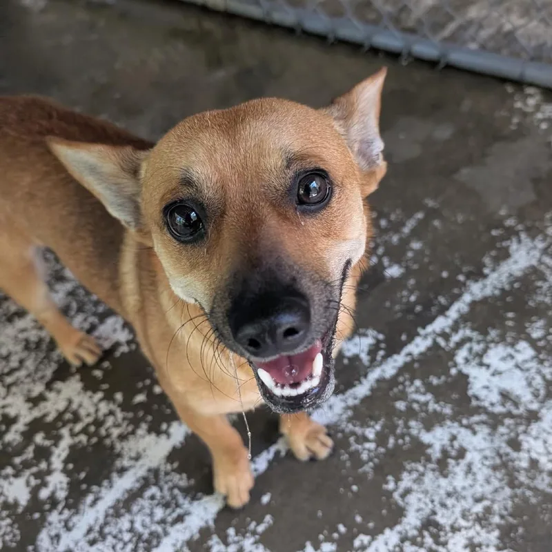 A baby small-sized male Yellow / Tan / Blond / Fawn Dachshund dog named Gable for adoption in Franklin, NC