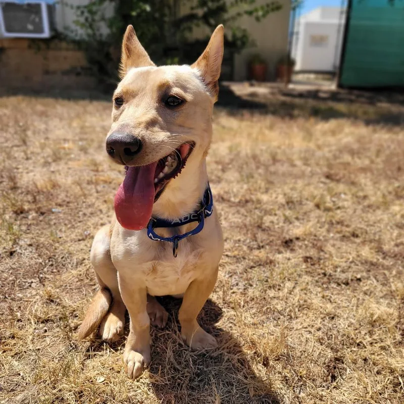 A young medium-sized female Yellow / Tan / Blond / Fawn Mixed Breed dog named Sandy for adoption in Duncan, OK