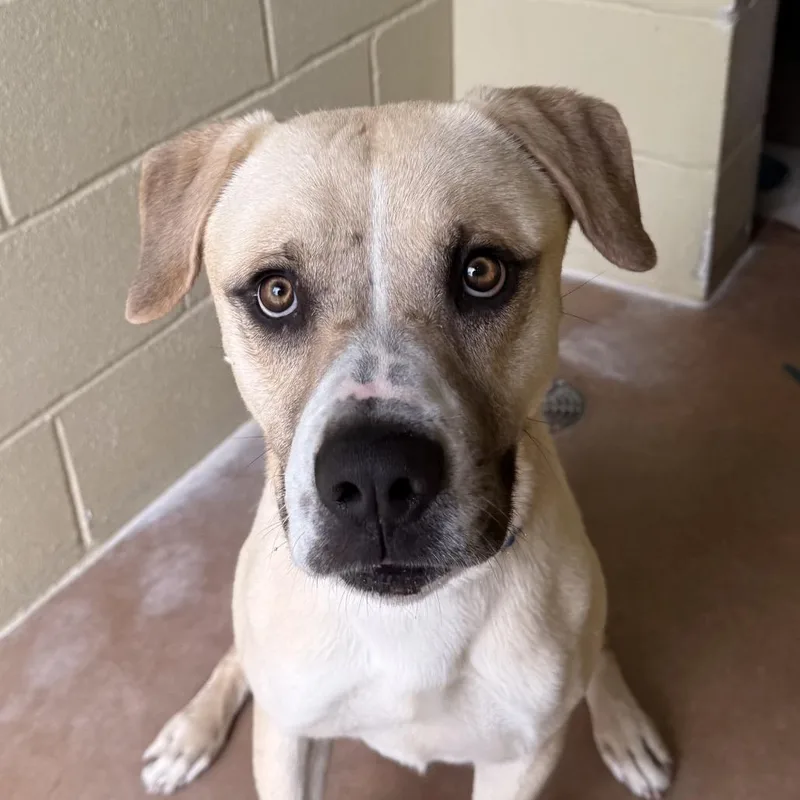 An adult medium-sized male Yellow / Tan / Blond / Fawn Labrador Retriever dog named Hank for adoption in Kyle, TX