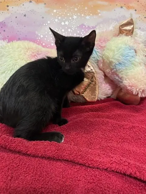 A baby small-sized male Domestic Short Hair cat named A for adoption in Modesto, CA