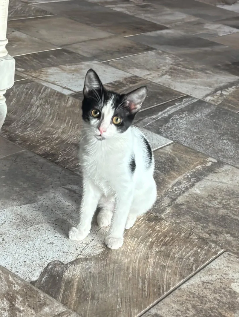 A baby medium-sized female Black & White / Tuxedo Domestic Short Hair cat named Dora for adoption in Glendale, AZ