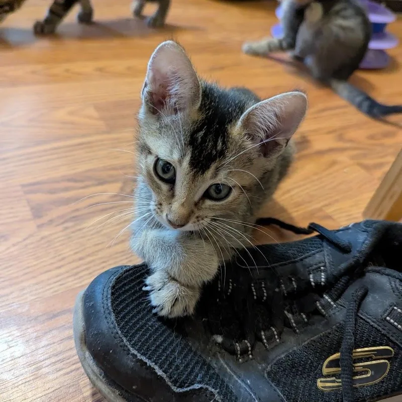 A baby small-sized male Tabby (Gray / Blue / Silver) Domestic Short Hair cat named Cedar for adoption in Liverpool, TX