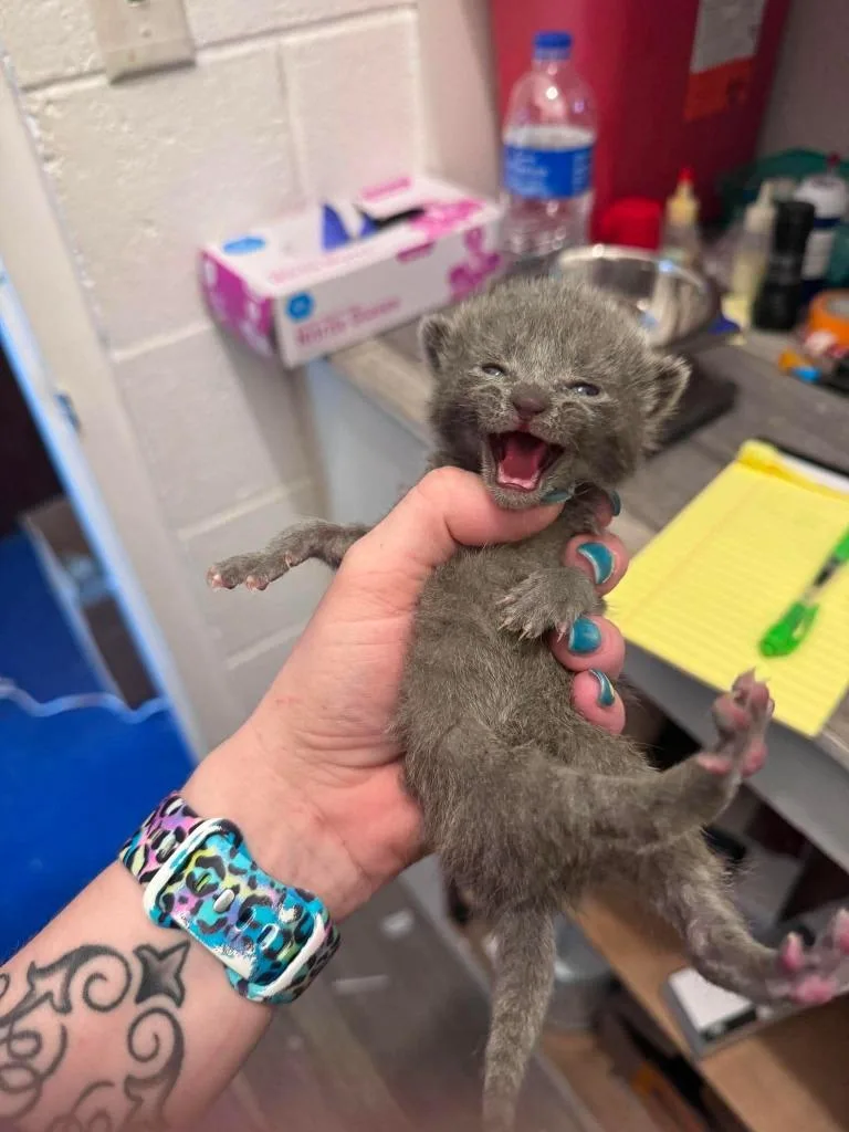 A baby medium-sized male Domestic Short Hair cat named Spaetzle for adoption in Johnson City, TN