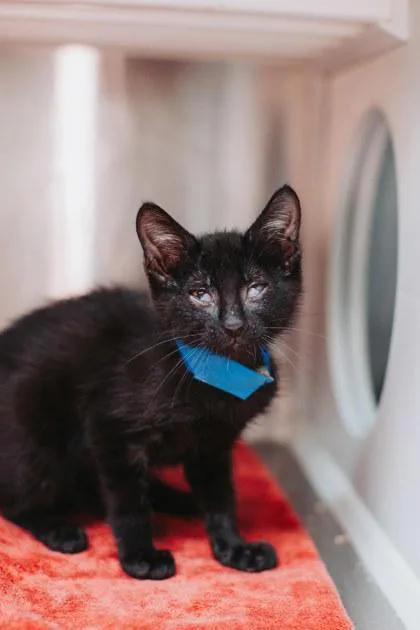 A young small-sized male Domestic Short Hair cat named a Tommy Pickles for adoption in North Charleston, SC