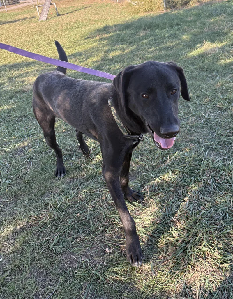 A young large-sized male Black Labrador Retriever dog named Cash for adoption in Grant, NE