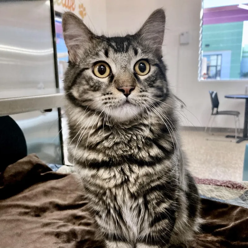 A young medium-sized male Domestic Medium Hair cat named Tiki for adoption in Bullhead City, AZ