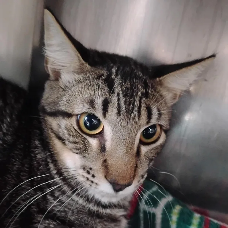 A young medium-sized male Domestic Short Hair cat named Friendly Neighborhood Tweenager for adoption in Austin, TX