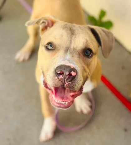 An adult medium-sized male Mixed Breed dog named Cupcake Robbie for adoption in West Chester, PA