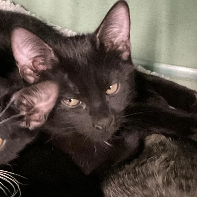 A baby small-sized male Black Domestic Short Hair cat named Egg Cream for adoption in Colorado Springs, CO