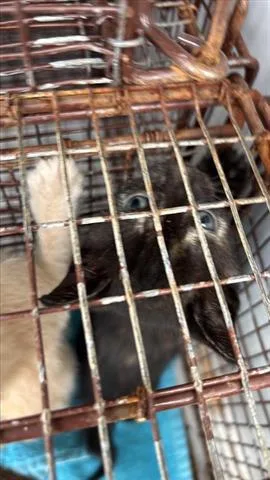 A baby small-sized female Domestic Short Hair cat named Hattie for adoption in Houston, TX