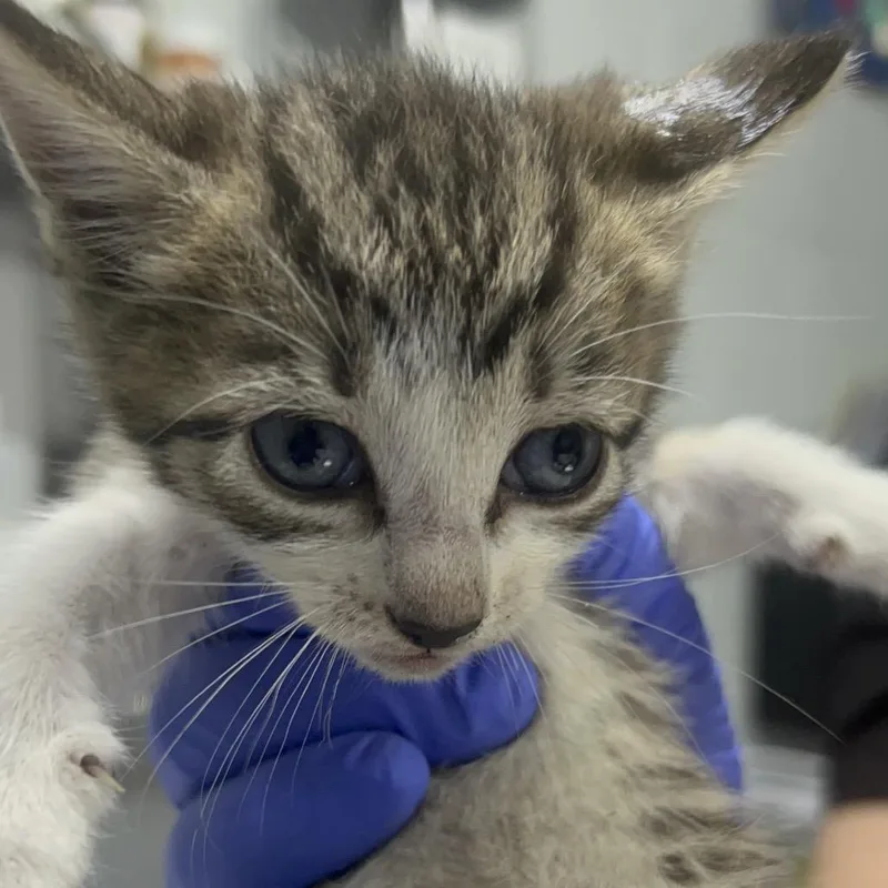 A baby small-sized female Brown / Chocolate Domestic Short Hair cat named Starfish for adoption in Summerville, SC
