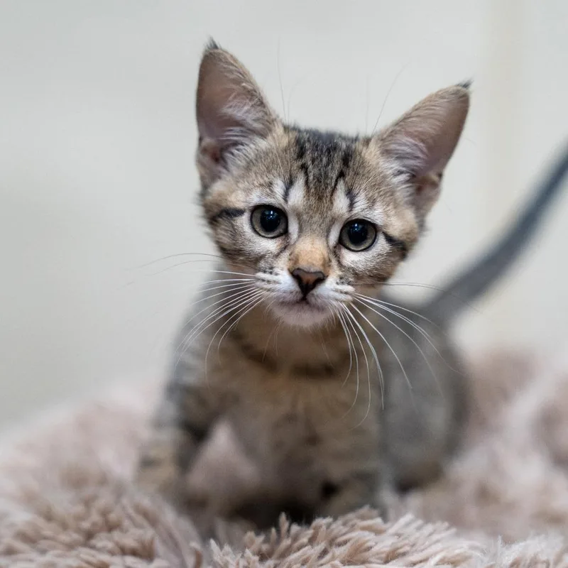 A baby small-sized female Brown / Chocolate Domestic Short Hair cat named Inez for adoption in Gainesville, GA