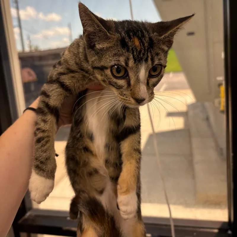 A baby small-sized female Brown / Chocolate Domestic Short Hair cat named Orange Juice for adoption in Columbiana, AL