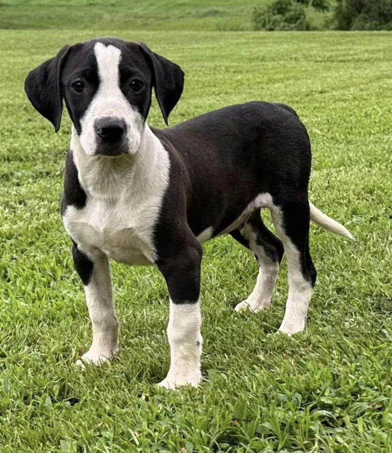 A young medium-sized male Black English Foxhound dog named Tito Mellon Hugo Hero for adoption in Andover, MA