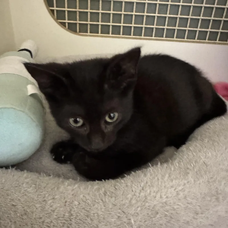 A baby medium-sized male Black Domestic Short Hair cat named Midnight for adoption in Easley, SC