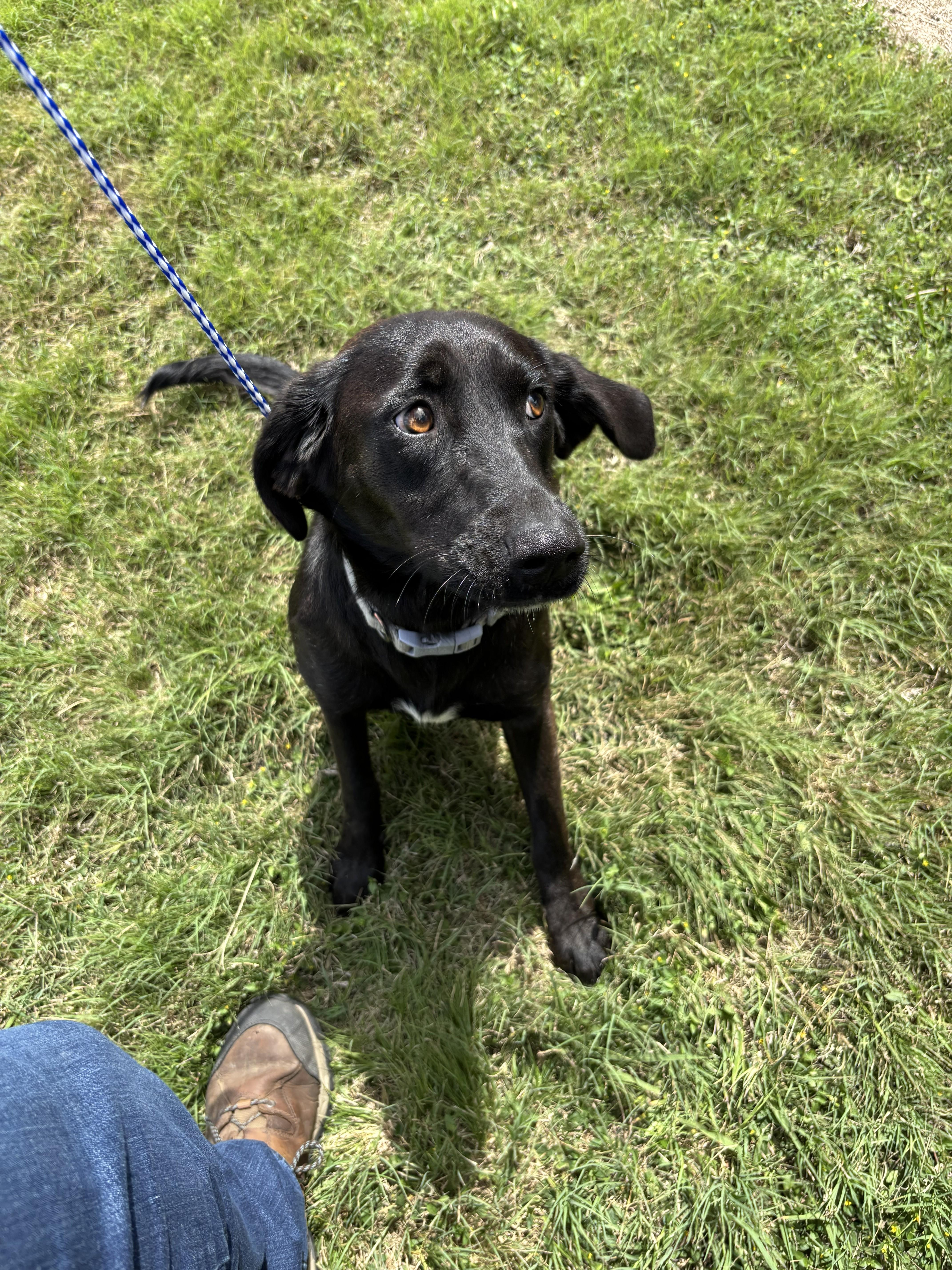 An adult medium-sized female Black Labrador Retriever dog named Lola  On Hold for adoption in Edna, TX