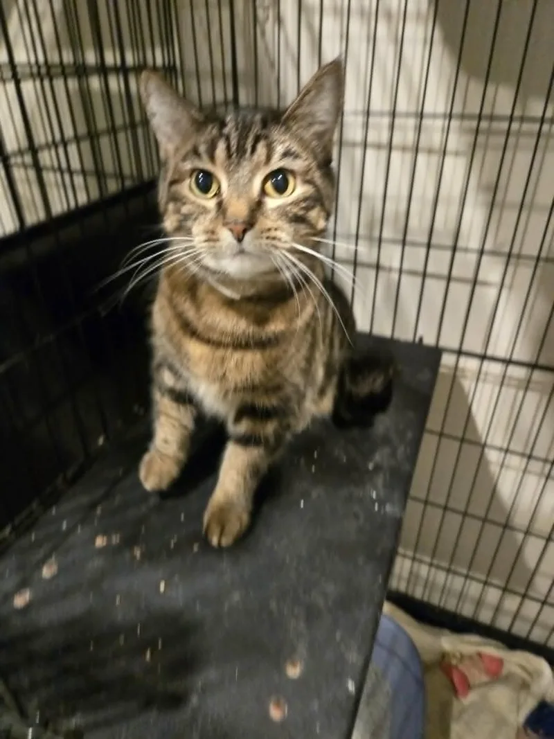 An adult large-sized female Domestic Short Hair cat named Evie for adoption in Freeport, IL