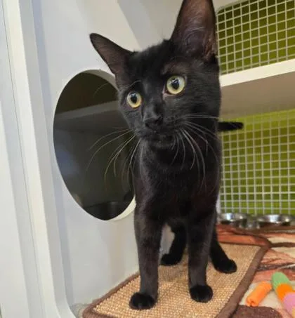 A young medium-sized male Black Domestic Short Hair cat named Salem for adoption in Kansas City, MO