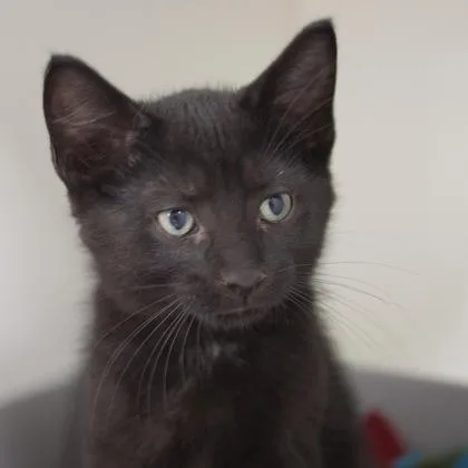A baby small-sized male Domestic Short Hair cat named Tostito for adoption in Verona, WI
