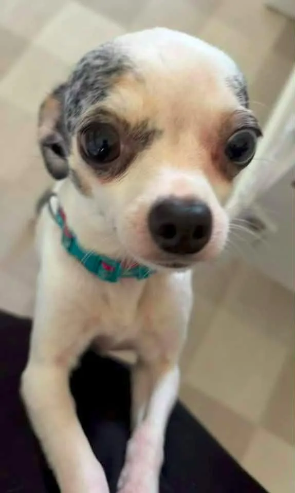 An adult small-sized female Chihuahua dog named Honey Bunnie $ for adoption in Milwaukee, WI