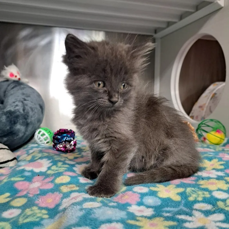 A baby small-sized female Gray / Blue / Silver Domestic Short Hair cat named Stray Hold  Silver for adoption in Albuquerque, NM